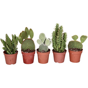 Opuntia Succulent Mix - set of 3 - random selection - Cambridge Bee