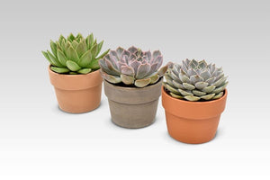 Echeveria Succulent Mix - set of 3 - Cambridge Bee