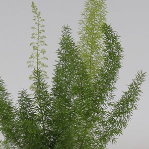 Asparagus Foxtail Fern - Cambridge Bee