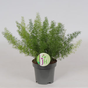 Asparagus Foxtail Fern - Cambridge Bee