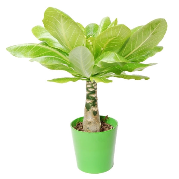 Hawaiian palm deals