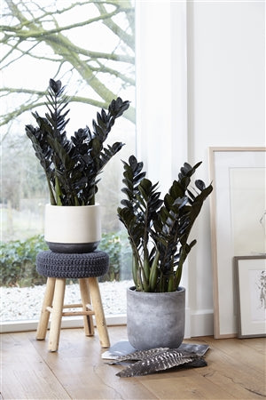 Zamioculcas Raven - Cambridge Bee