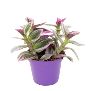 Tradescantia Nanouk  - Wondering Jew ⌀8cm - Cambridge Bee