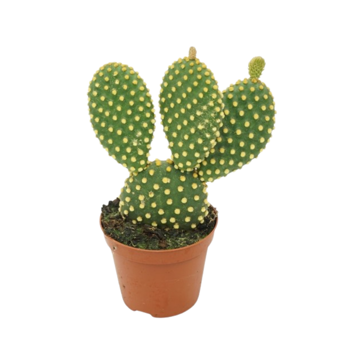 Opuntia microdasys pallida - Bunny ears cactus - Cambridge Bee