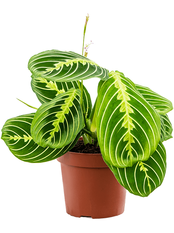 Maranta Lemon Lime - prayer plant Lemon Lime ⌀12cm - Cambridge Bee