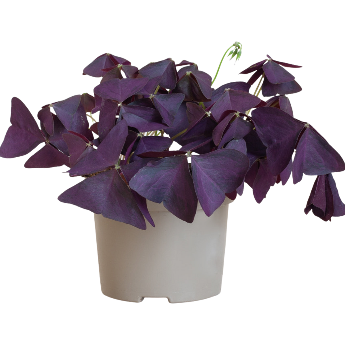 Oxalis Triangularis - Purple Shamrock ⌀12cm - Cambridge Bee