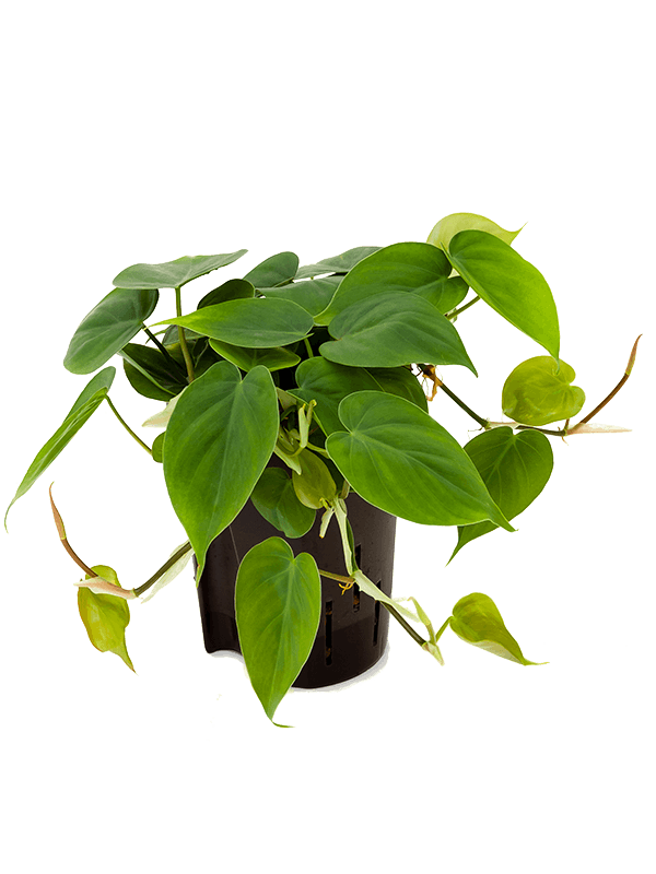 Philodendron Scandens - Heart-leaf philodendron ⌀12cm - Cambridge Bee