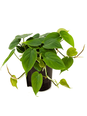 Philodendron Scandens - Heart-leaf philodendron ⌀12cm - Cambridge Bee