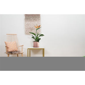 Strelitzia reginae - Bird of Paradise ⌀11 ↑40 - Cambridge Bee
