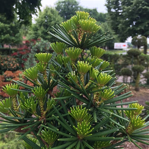 Sciadopitys verticillata - Japanese umbrella pine ⌀19cm - Cambridge Bee