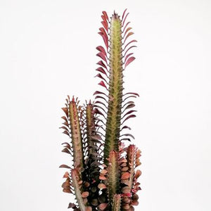 Euphorbia trigona rubra - African Milk Tree Succulent ⌀ 17cm ↑ 70cm - Cambridge Bee