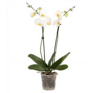 Phalaenopsis Orchid - White 2stem - Cambridge Bee