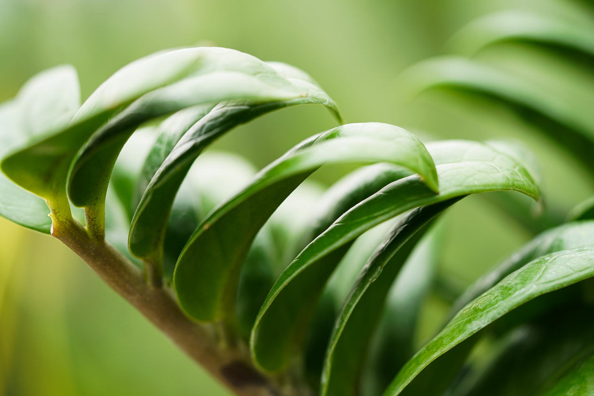 Zamioculcas Zenzi - Cambridge Bee