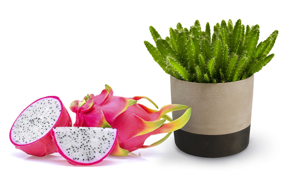 Hylocereus undatus - Dragon fruit Tree (Pitaya) ⌀12cm - Cambridge Bee