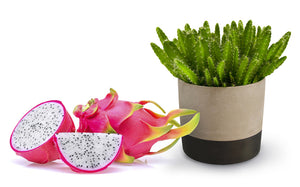 Hylocereus undatus - Dragon fruit Tree (Pitaya) ⌀12cm - Cambridge Bee