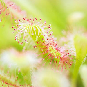 Drosera Capensis - Sundew ⌀8.5cm - Cambridge Bee