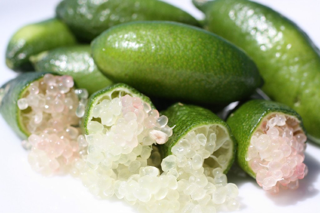 Citrus Australasica Finger Lime 12cm Cambridge Bee
