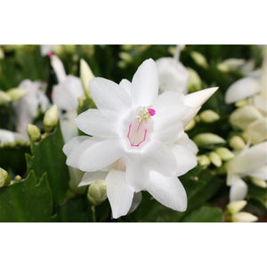 Schlumbergera - Christmas Cactus - White ⌀13cm ↑25cm - Cambridge Bee