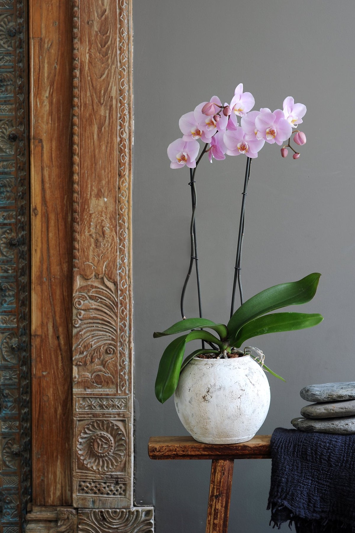 Phalaenopsis Orchid - Pink 2stem - Cambridge Bee