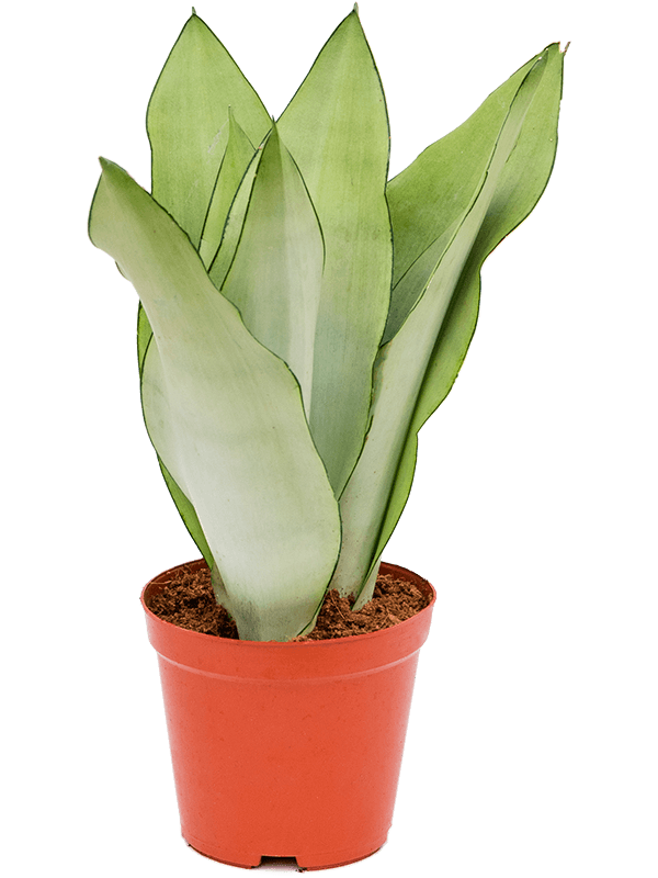 Sansevieria Moonshine - Cambridge Bee