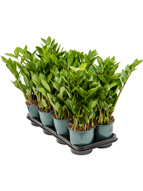 Zamioculcas Zamifolia - Easiest houseplant - Cambridge Bee