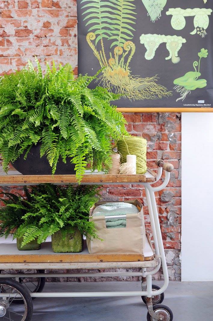 Nephrolepis exaltata - Boston Fern - Cambridge Bee