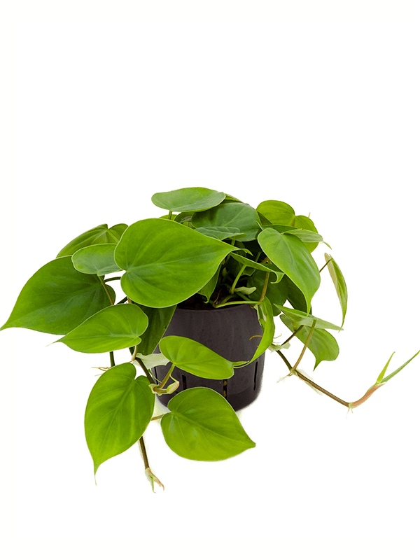 Philodendron Scandens - Heart-leaf philodendron ⌀12cm - Cambridge Bee