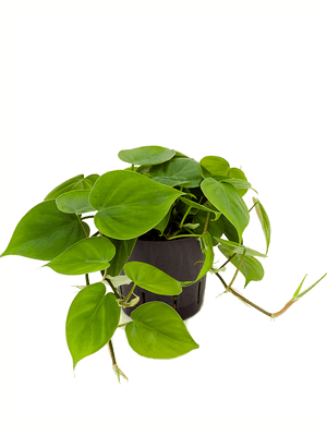 Philodendron Scandens - Heart-leaf philodendron ⌀12cm - Cambridge Bee