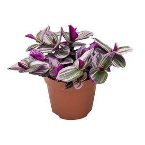 Tradescantia Nanouk  - Wondering Jew ⌀12cm - Cambridge Bee