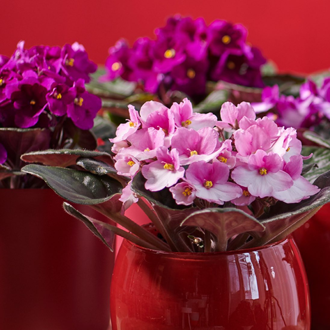 3 x Saintpaulia - African Violets - Cambridge Bee