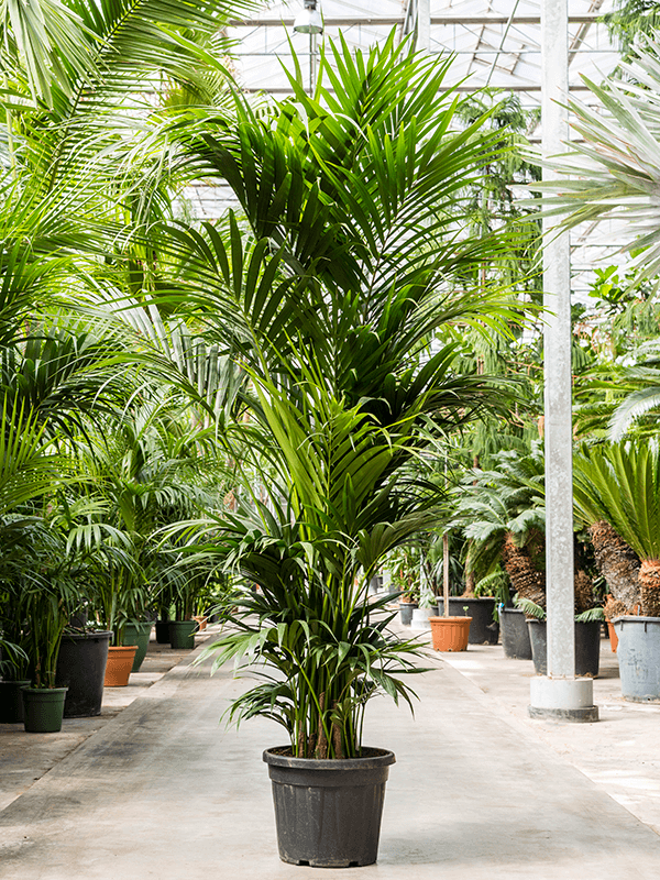 Kentia palm tree deals