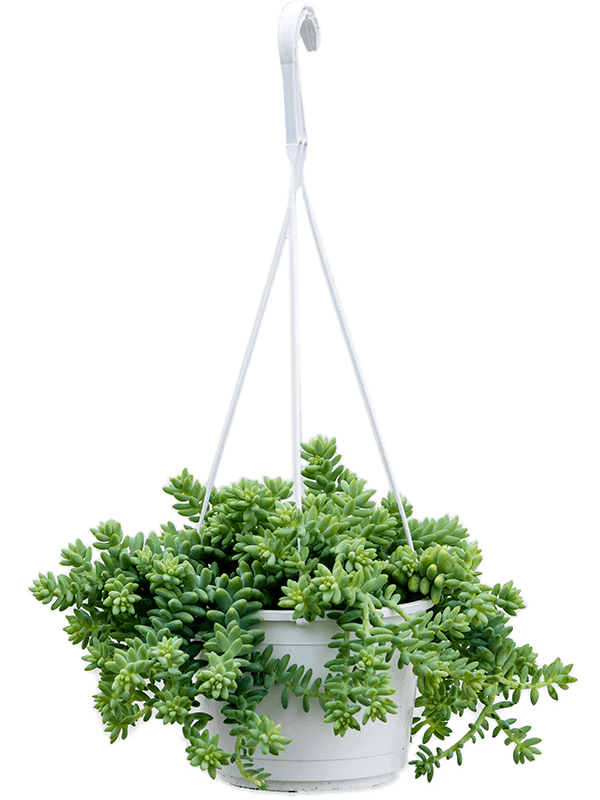 Sedum Burrito in hanging pot ⌀15cm - Cambridge Bee