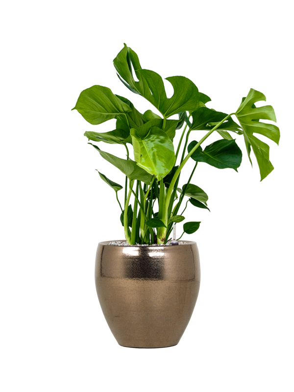 monstera deliciosa swiss cheese plant nursery pot 19cm Monstera Deliciosa Swiss cheese plant