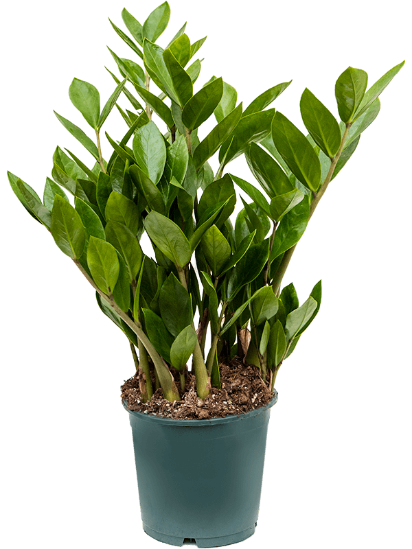 Emerald palm deals