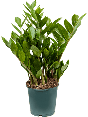 Zamioculcas Zamifolia Emerald Palm ⌀12cm ↑30cm - Cambridge Bee