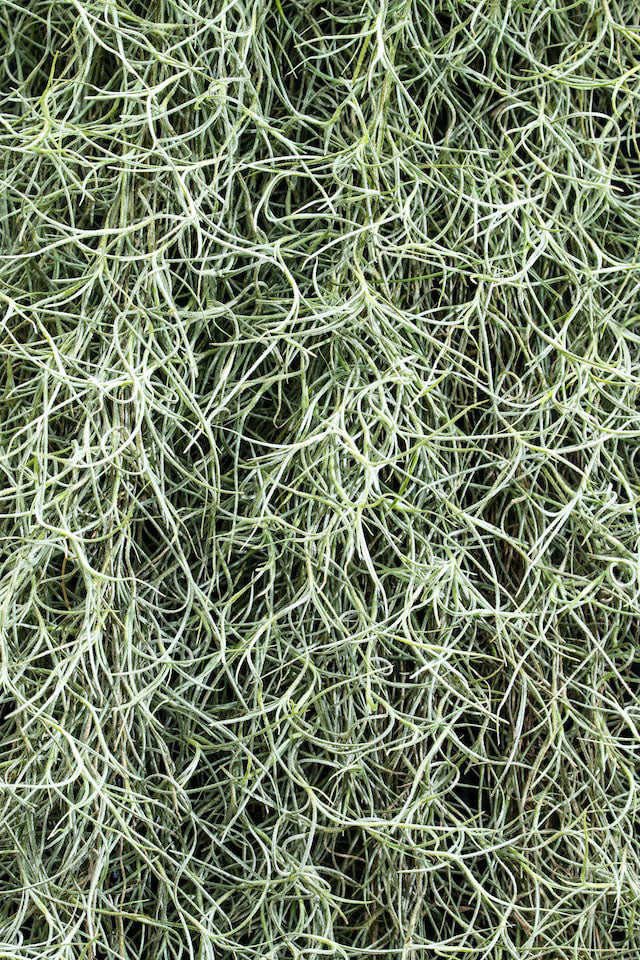 Tillandsia Usneoides - Spanish moss - Cambridge Bee