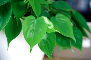 Philodendron Scandens - Heart-leaf philodendron ⌀12cm - Cambridge Bee