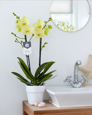 Phalaenopsis Orchid - Yellow 2stem - Cambridge Bee