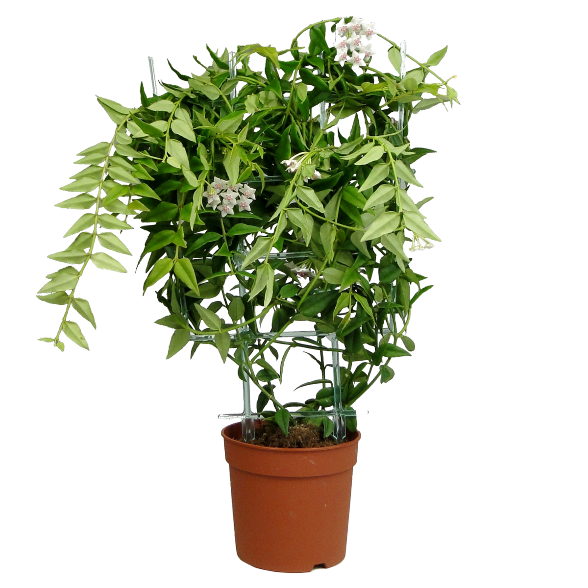 Hoya Bella on trellis - Cambridge Bee