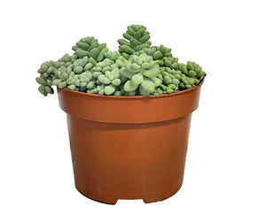 Sedum Burrito ⌀8.5cm - Cambridge Bee