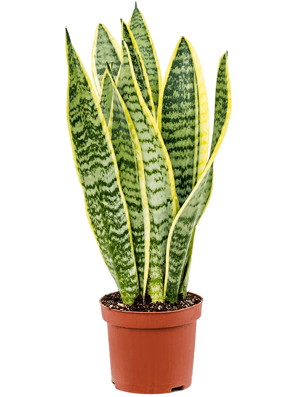 Sansevieria Laurentii Snake plant in 11 cm pot - Cambridge Bee
