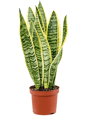 Sansevieria Laurentii - Cambridge Bee