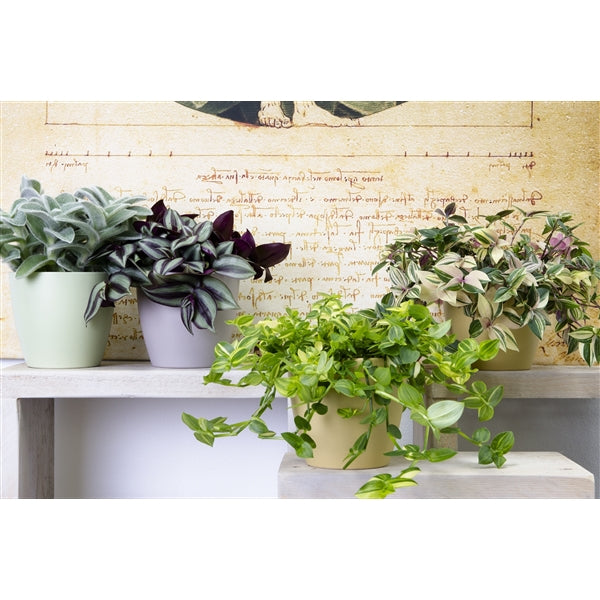 Tradescantia Zebrina - Wondering Jew ⌀12cm - Cambridge Bee