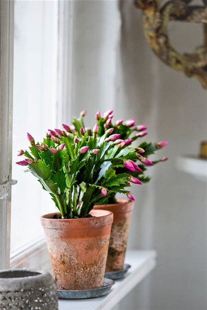 Schlumbergera - Christmas Cactus - Pink ⌀13cm ↑25cm - Cambridge Bee