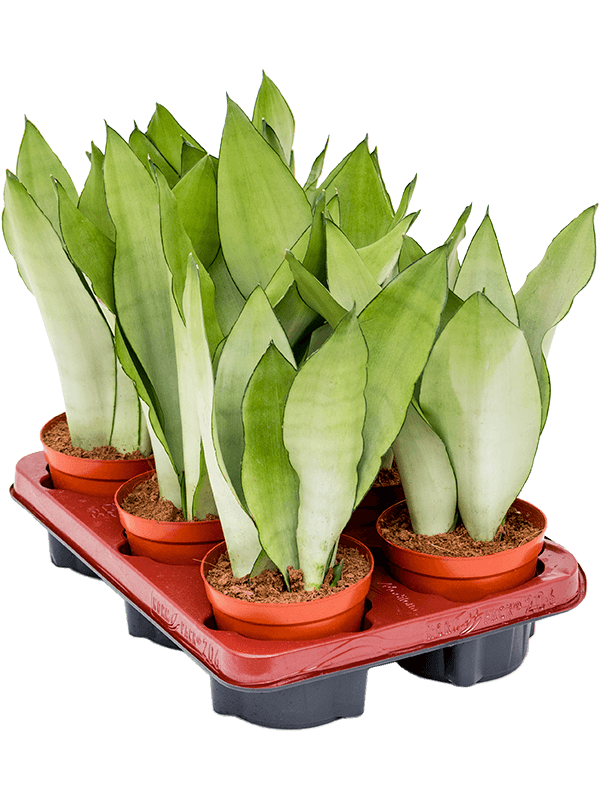 Sansevieria Moonshine - Cambridge Bee