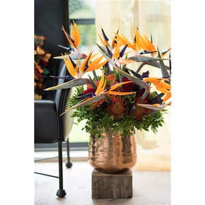 Strelitzia reginae - Bird of Paradise ⌀11 ↑40 - Cambridge Bee