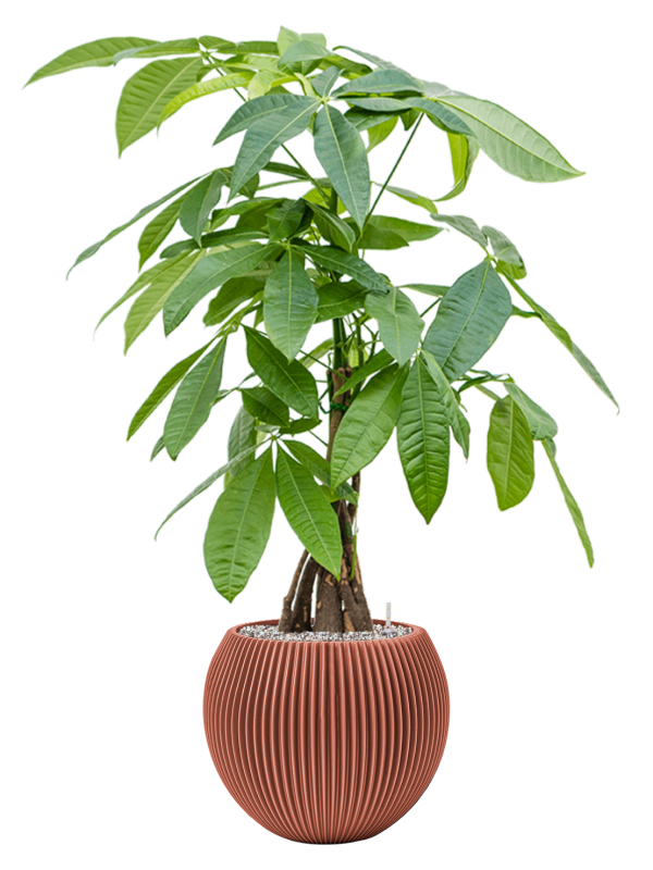 brazilian money tree Pachira Aquatica - Money tree