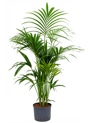 Howea Fosteriana - Kentia Palm ⌀21cm ↑125cm - Cambridge Bee