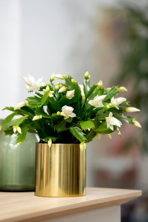 Schlumbergera - Christmas Cactus - White ⌀13cm ↑25cm - Cambridge Bee