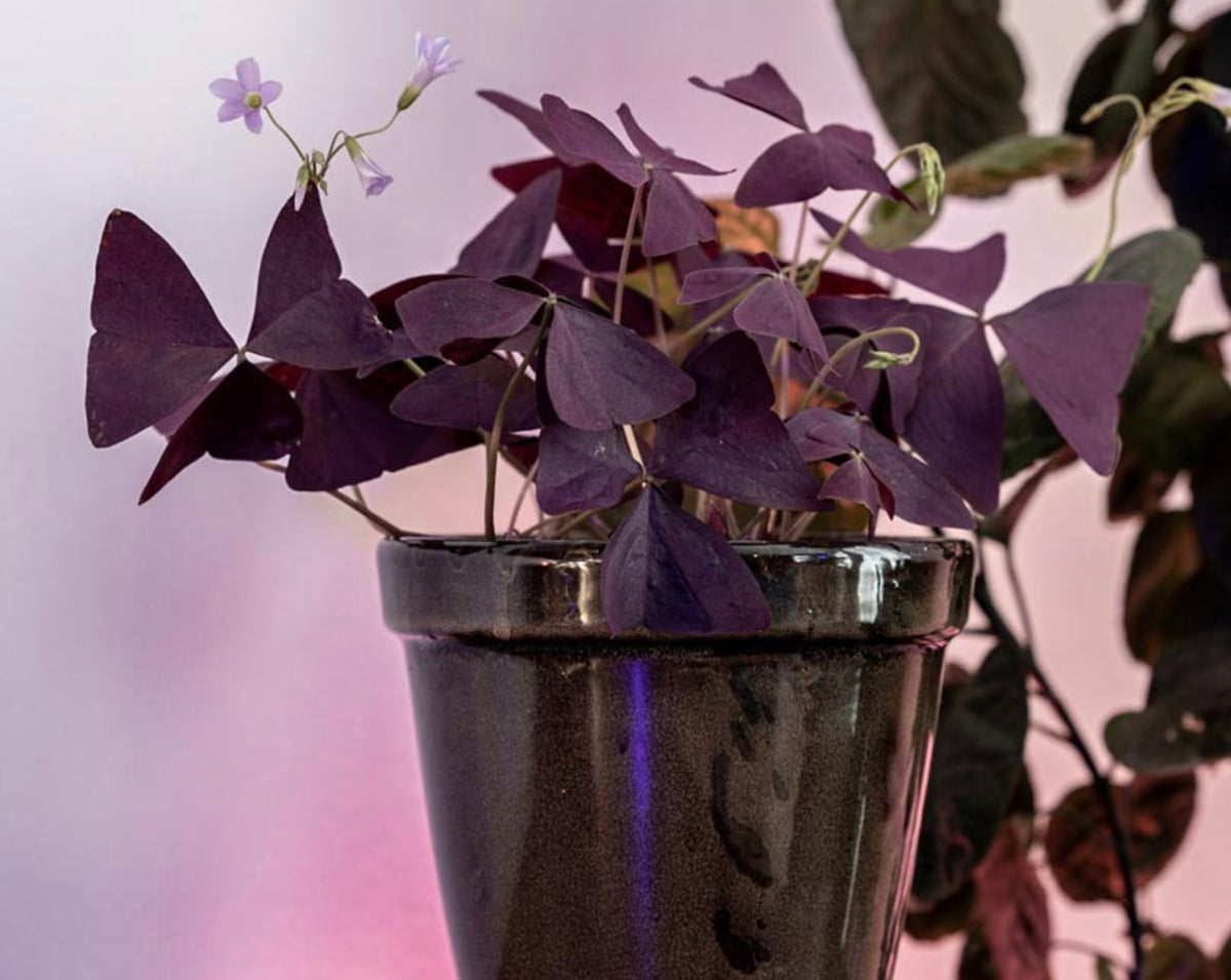 Oxalis Triangularis - Purple Shamrock ⌀12cm - Cambridge Bee